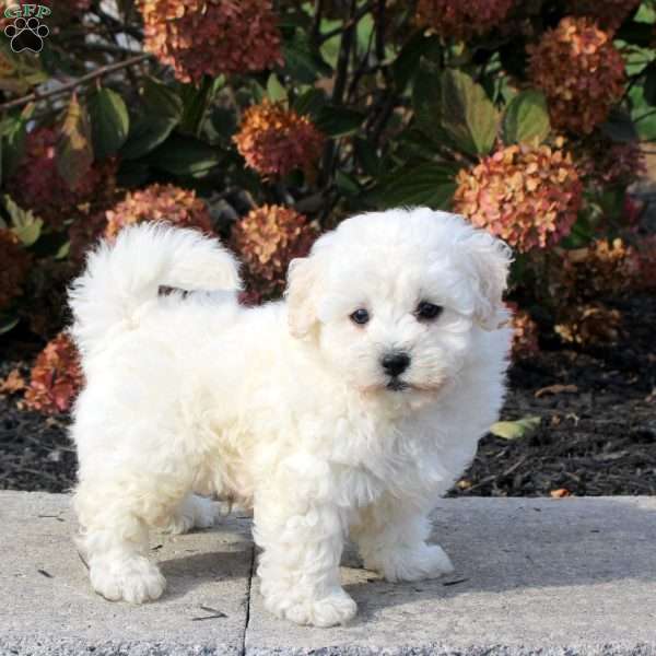 Zander, Bichon Frise Puppy