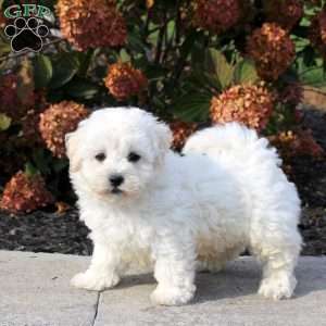 Zander, Bichon Frise Puppy