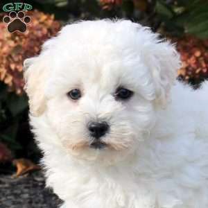 Zander, Bichon Frise Puppy