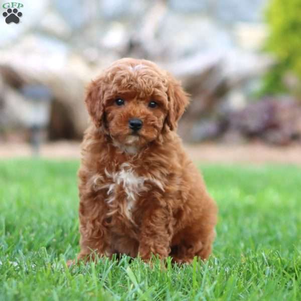 Zeke, Miniature Poodle Puppy