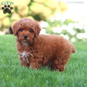Zeke, Miniature Poodle Puppy