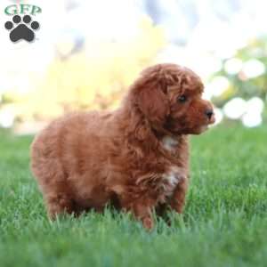 Zeke, Miniature Poodle Puppy