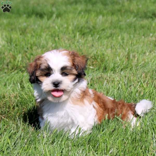 Zelda, Teddy Bear Puppy