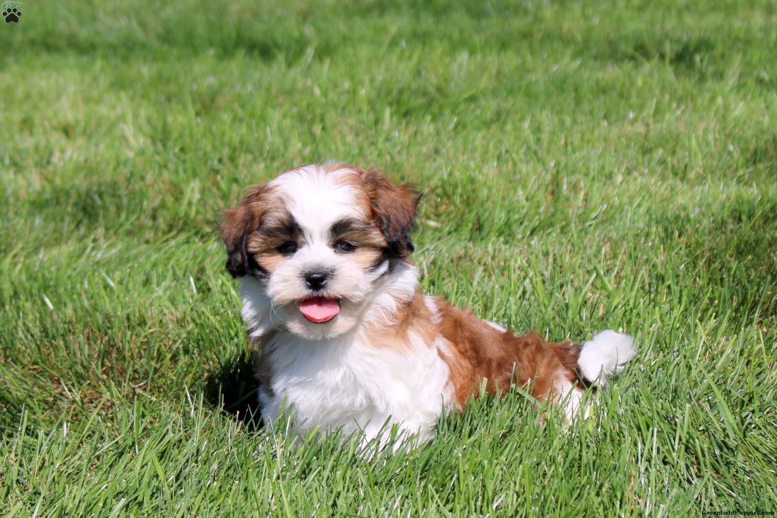 Zelda (Teddy Bear, Female) in Ephrata, PA