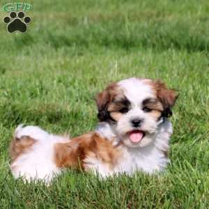 Zelda, Teddy Bear Puppy