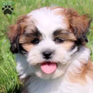 Zelda, Teddy Bear Puppy