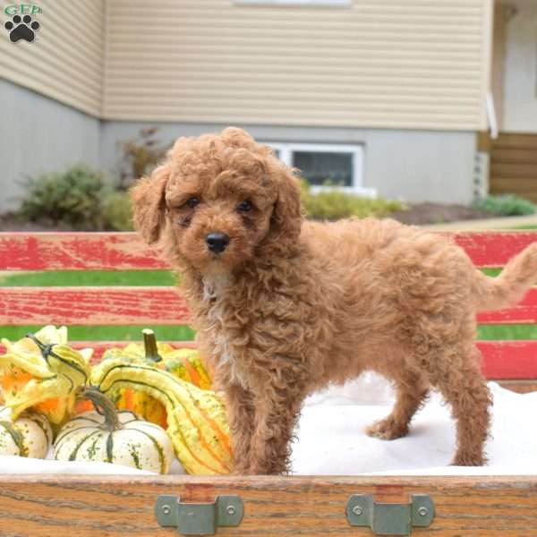 Zeus, Miniature Poodle Puppy