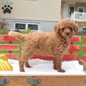 Zeus, Miniature Poodle Puppy