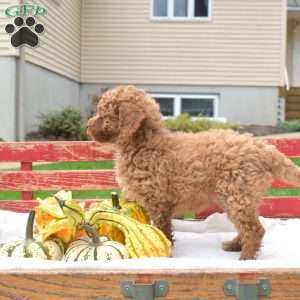 Zeus, Miniature Poodle Puppy