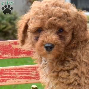 Zeus, Miniature Poodle Puppy