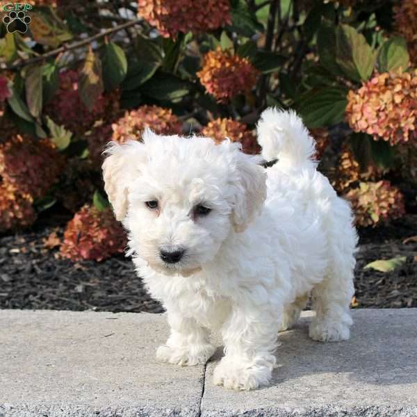 Ziggy, Bichon Frise Puppy