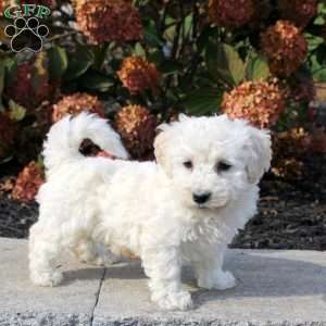 Ziggy, Bichon Frise Puppy