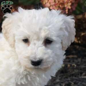 Ziggy, Bichon Frise Puppy