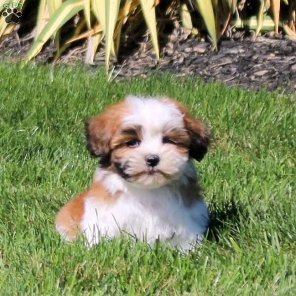 Zion, Teddy Bear Puppy