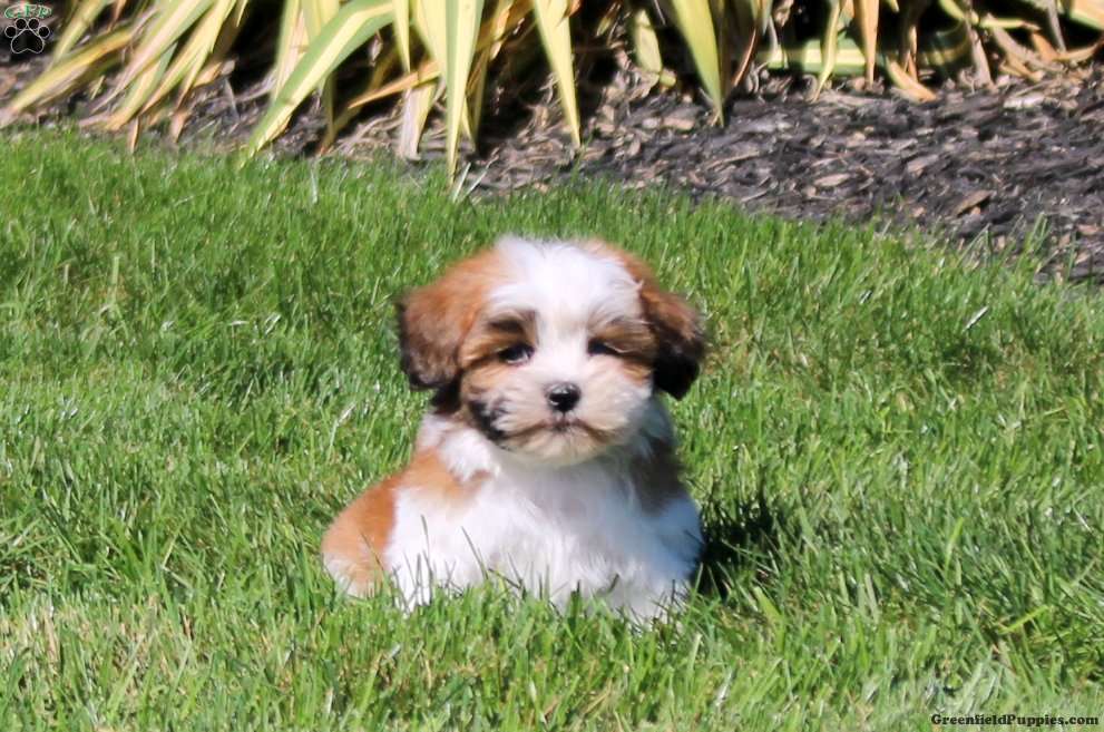 Zion (Teddy Bear, Male) in Ephrata, PA