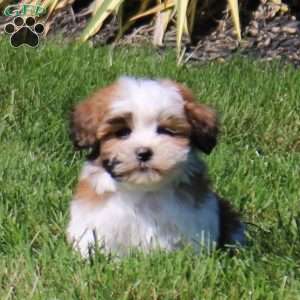 Zion, Teddy Bear Puppy