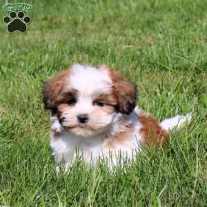 Zion, Teddy Bear Puppy