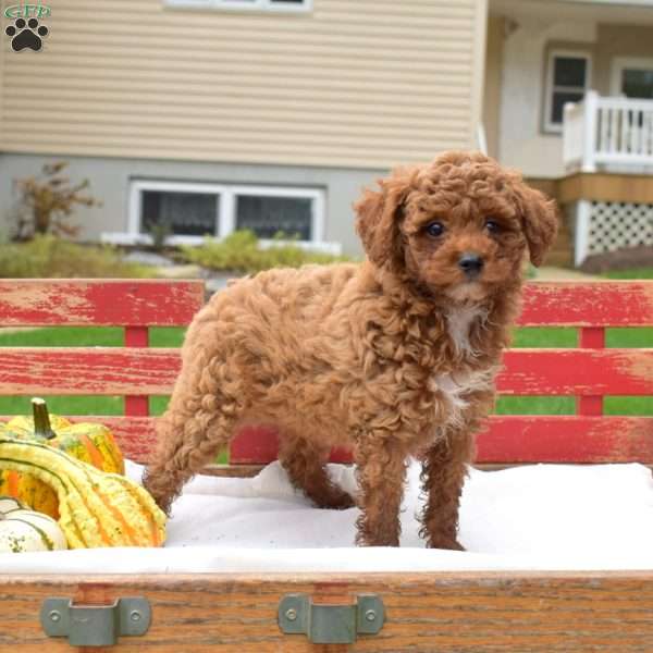 Zippy, Miniature Poodle Puppy
