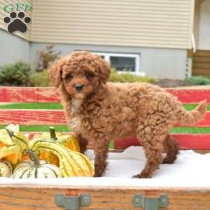 Zippy, Miniature Poodle Puppy