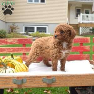 Zippy, Miniature Poodle Puppy
