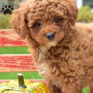 Zippy, Miniature Poodle Puppy