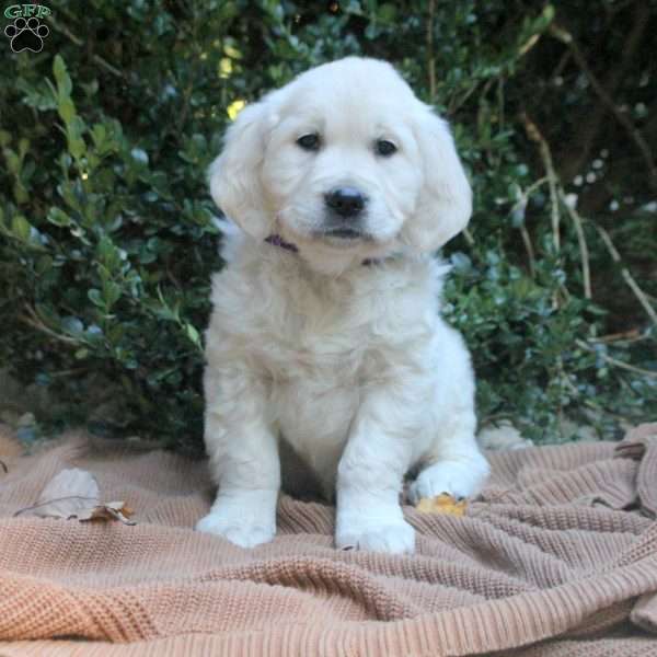 Zoe, Golden Retriever Puppy