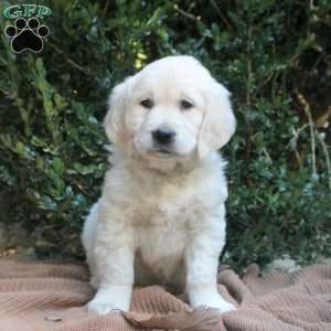 Zoe, Golden Retriever Puppy