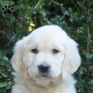 Zoe, Golden Retriever Puppy