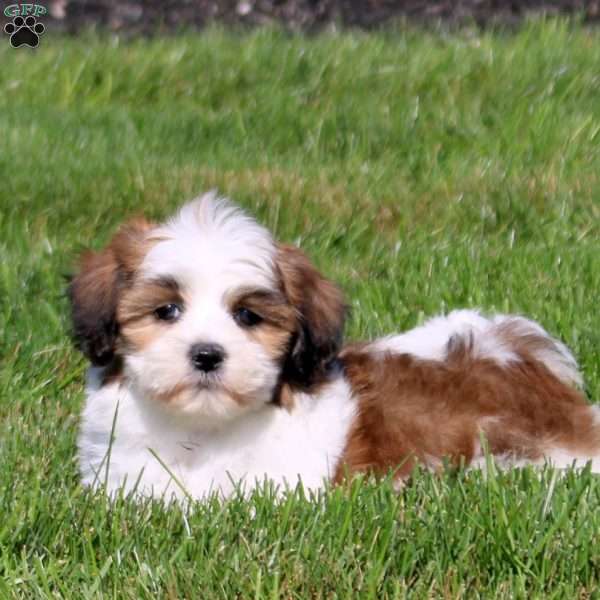 Zoey, Teddy Bear Puppy