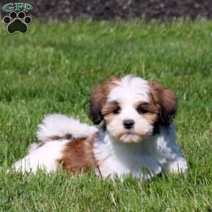 Zoey, Teddy Bear Puppy