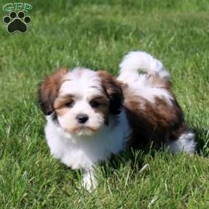 Zoey, Teddy Bear Puppy