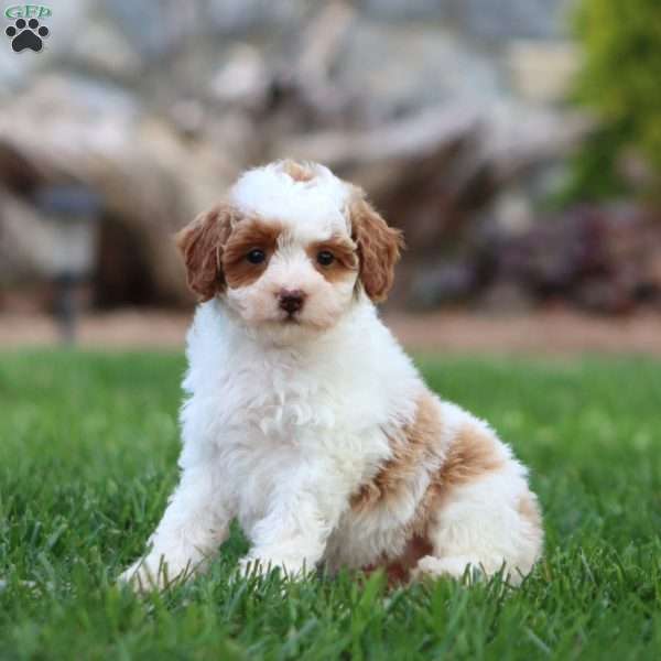 Zoey, Miniature Poodle Puppy