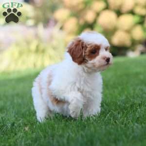 Zoey, Miniature Poodle Puppy