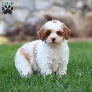 Zoey, Miniature Poodle Puppy