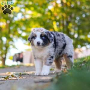 Zoomer, Miniature Australian Shepherd Puppy