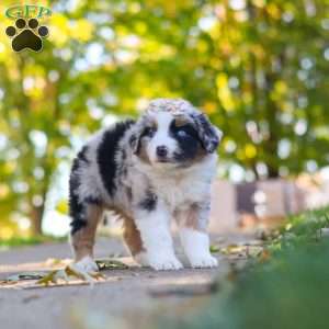 Zoomer, Miniature Australian Shepherd Puppy