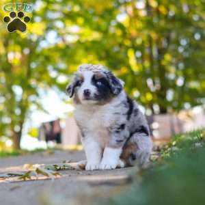 Zoomer, Miniature Australian Shepherd Puppy
