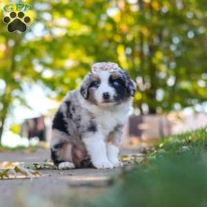 Zoomer, Miniature Australian Shepherd Puppy