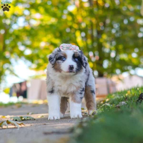 Zoomer, Miniature Australian Shepherd Puppy