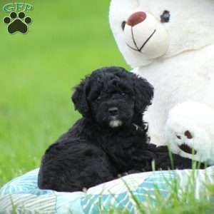 Zorro, Cockapoo Puppy