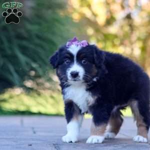 Zuzu, Miniature Australian Shepherd Puppy