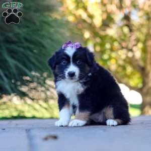 Zuzu, Miniature Australian Shepherd Puppy