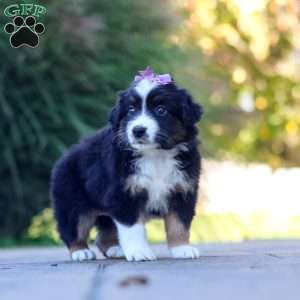 Zuzu, Miniature Australian Shepherd Puppy