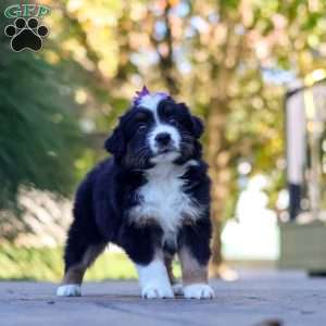 Zuzu, Miniature Australian Shepherd Puppy