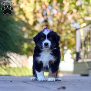 Zuzu, Miniature Australian Shepherd Puppy