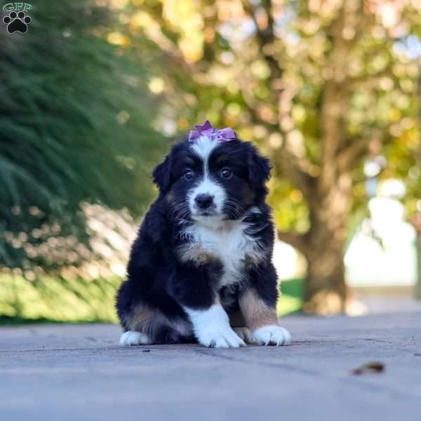 Zuzu, Miniature Australian Shepherd Puppy