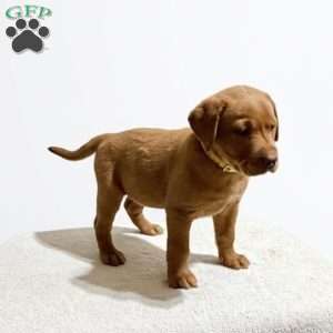 Reese, Fox Red Labrador Retriever Puppy
