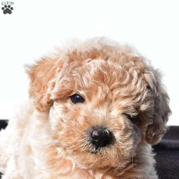 allie, Toy Poodle Puppy