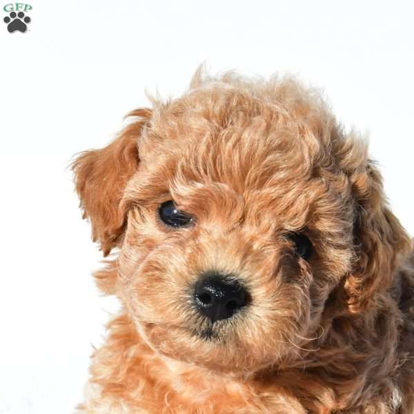 allie, Toy Poodle Puppy