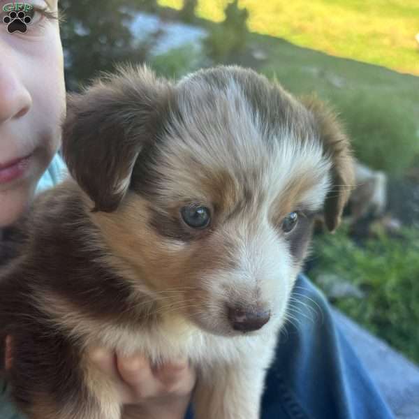 Ally, Miniature Australian Shepherd Puppy